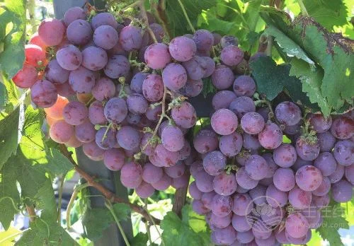 立秋之后葡萄熟了，但别乱吃，不同颜色的葡萄作用不