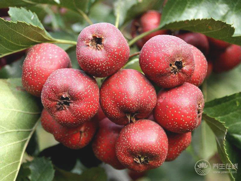 春天来了 多吃水果能预防癌症