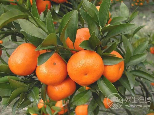 春季多病 防治感冒多吃5种水果