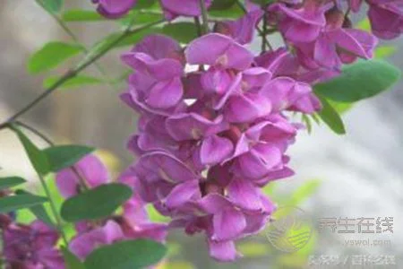 紫色槐花可以吃吗?
