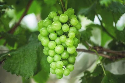 不同种类葡萄的挑选酿酒应该用哪种葡萄