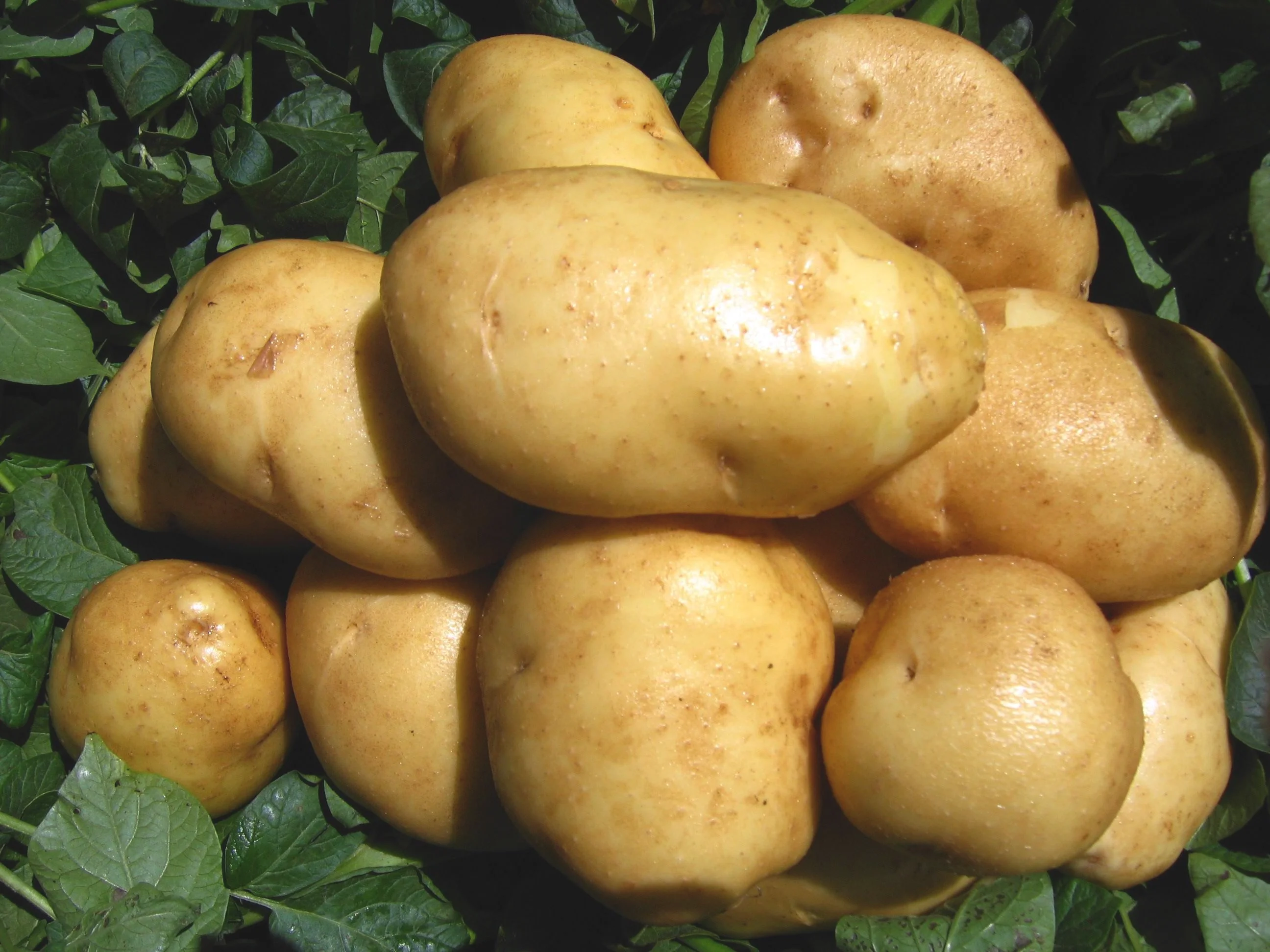 土豆的成份是否可以解决皮肤问题