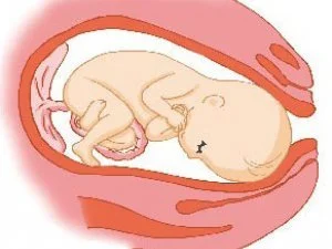 胎儿发育几周之后会开始出现胎心