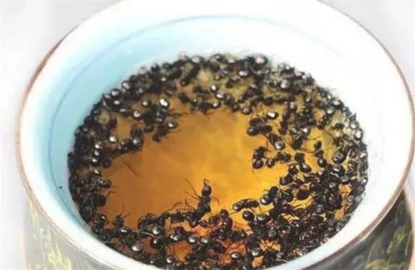 黑蚂蚁泡酒的方法以及存在的注意事项