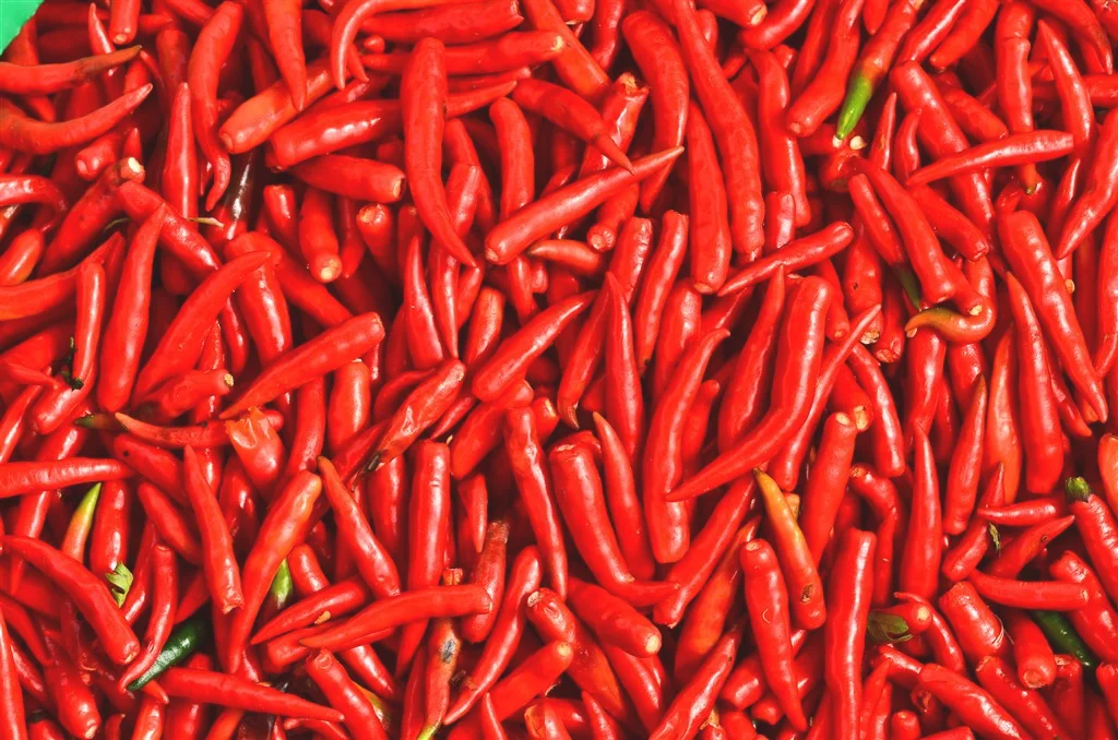 喜欢吃辣椒的人身体属于哪种体质