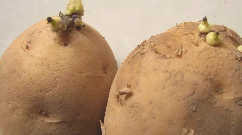 土豆发芽多少不能吃