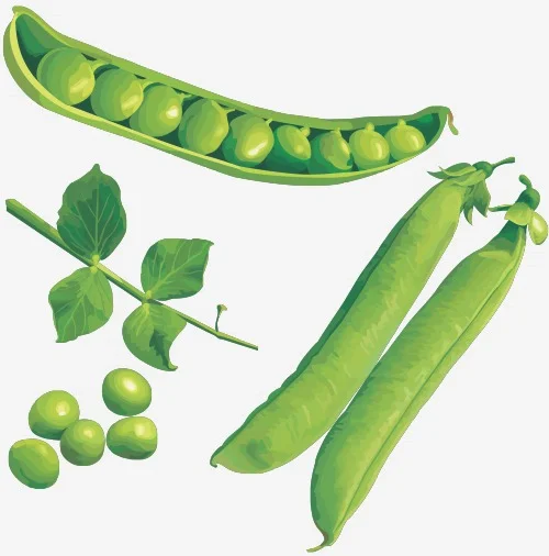 青豆的功效与作用 青豆的食疗偏方