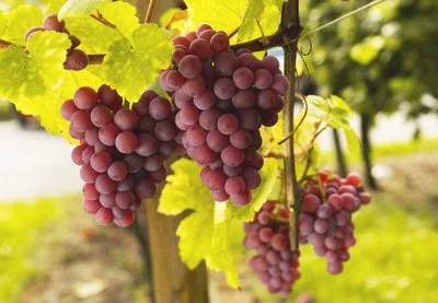 葡萄适合和哪几种水果一起榨汁喝