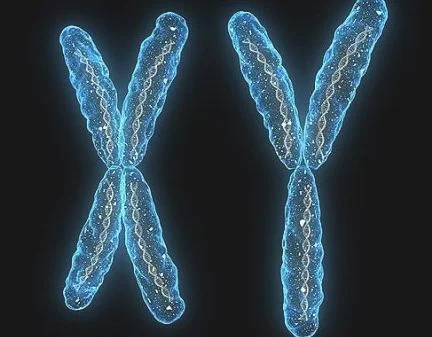 染色质和染色体之间存在着什么样的关系