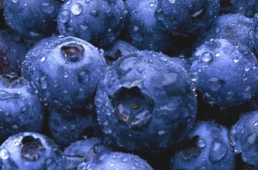 蓝莓中什么成份对眼睛视力和免疫力好