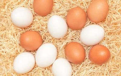 高血压患者的饮食可不可以吃鸡蛋