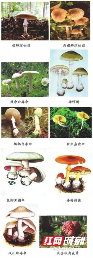 食菌季，中毒专家教您如何识别毒蘑菇