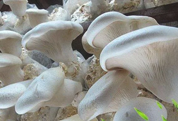 白灵菇怎样吃 白灵菇的吃法