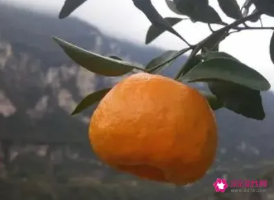 柚柑有什么功效作用