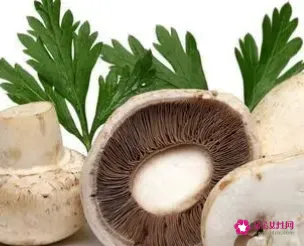 吃蘑菇对人体好吗