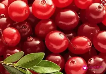 蔓越莓的功效及食用方法