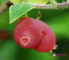 杈杷果适合哪里种植