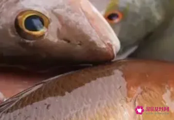鱼的视力好不好
