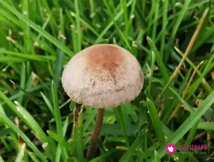 雨后草地上的小蘑菇叫什么
