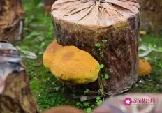 桑黄蘑菇的功效和作用