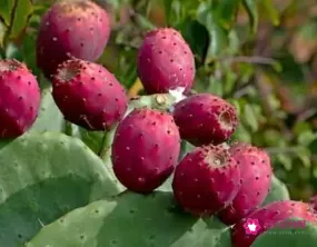 仙人掌果里面的籽能吃吗
