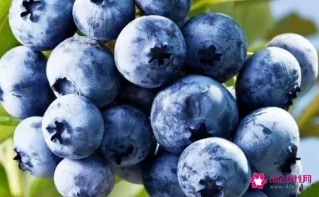 蓝莓是直接吃还是剥皮吃