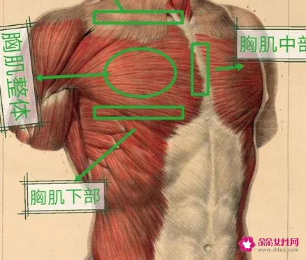内侧胸肌训练方案