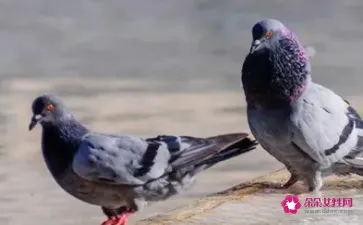 哪三种人不能吃鸽子