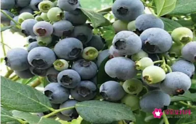 蓝莓品种哪个好吃