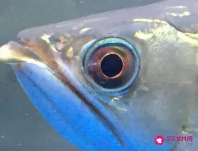 吃鱼眼睛有什么好处和坏处
