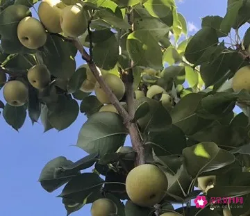 中国最好吃的梨子排名