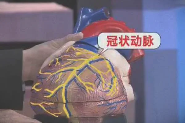 心脏表面的冠状动脉