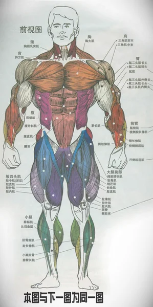 人体肌肉结构图示意图_人体肌肉结构图示意图