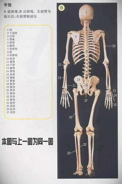 人体骨骼后视图
