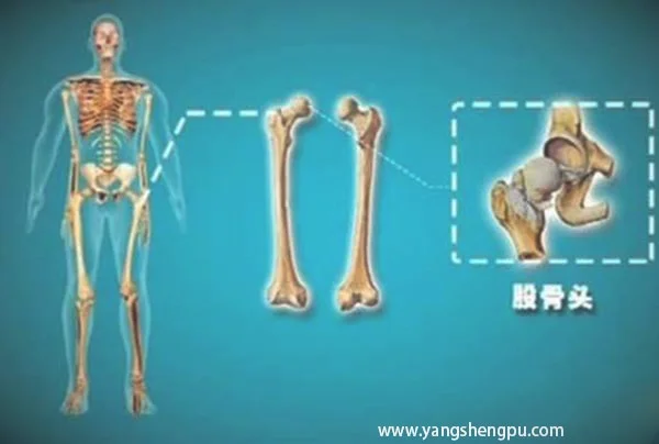 骰骨头的位置www.yangshengpu.com