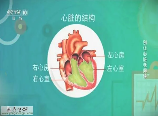 心脏的结构和功能图