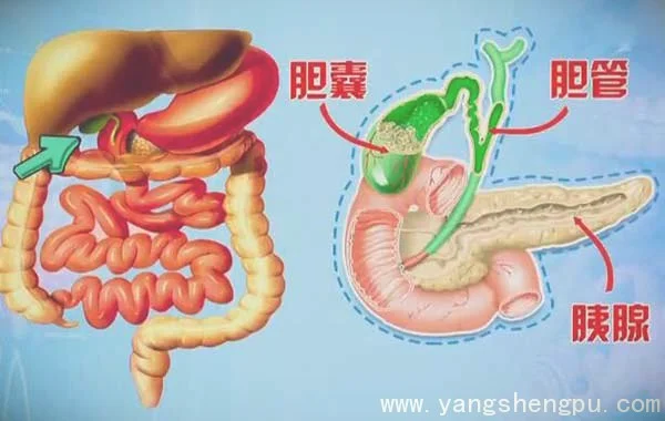 胆囊胆管和<a href=https://www.iinn.net/tag/yixian/ target=_blank class=infotextkey>胰腺</a>的位置