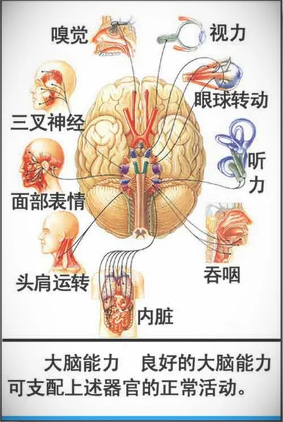 大脑结构功能图