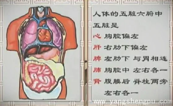人体器官分五脏六腑器官分布图