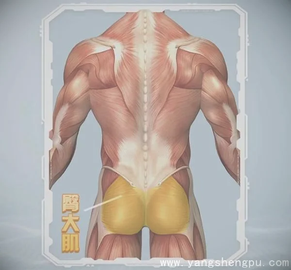 臀大肌位置图