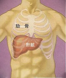 肝脏的位置图片-肝脏的功能和作用【清晰图】