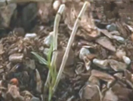 铁皮石斛的种植方法