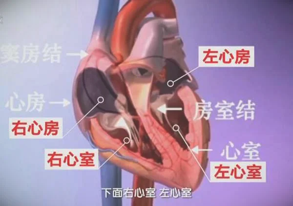 心脏的位置结构和功能
