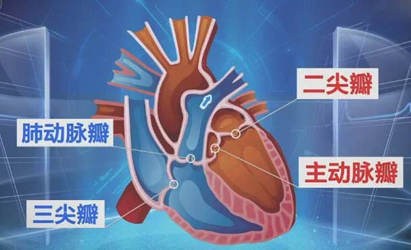 主动脉瓣的位置_心脏结构