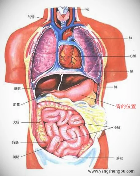 胃的位置-胃的大小-结构图和功能