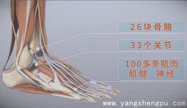脚部结构-骨骼数量-关节数量