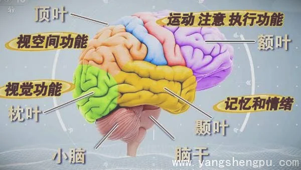 大脑各个区域的功能图_大脑功能区域分布图