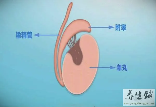 睾丸的结构-睾丸结构图