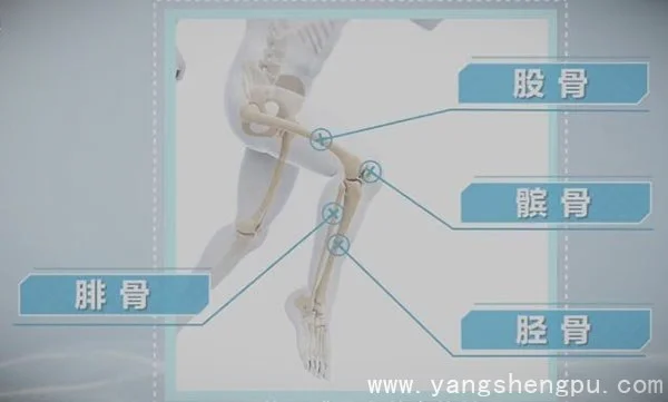 膝关节的组成-髌骨的位置