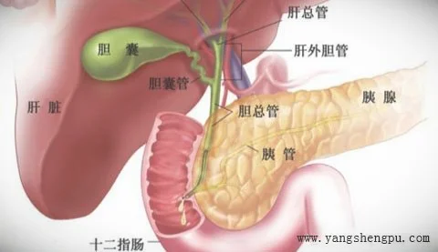 胆囊和胰腺的位置
